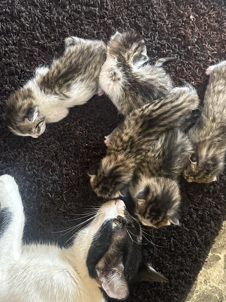 zubbyzubbyzubby's tweet photo. Free tabby kittens available 😊 https://t.co/QDsMKZIbPl