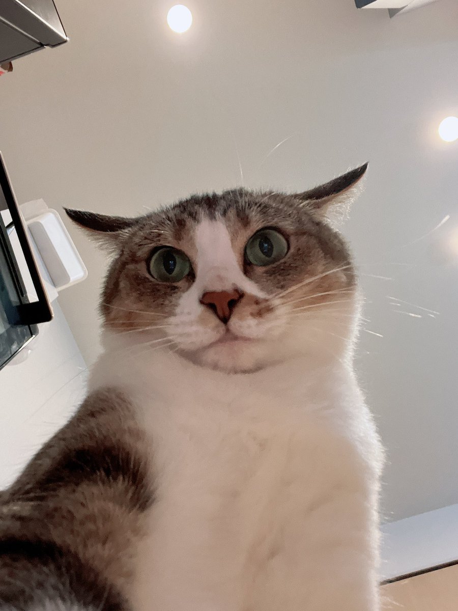 sm_1033_'s tweet photo. 初めての万バズ😭甘やかされて育ったうちの猫を宣伝します.... https://t.co/TEKjTBJKOS