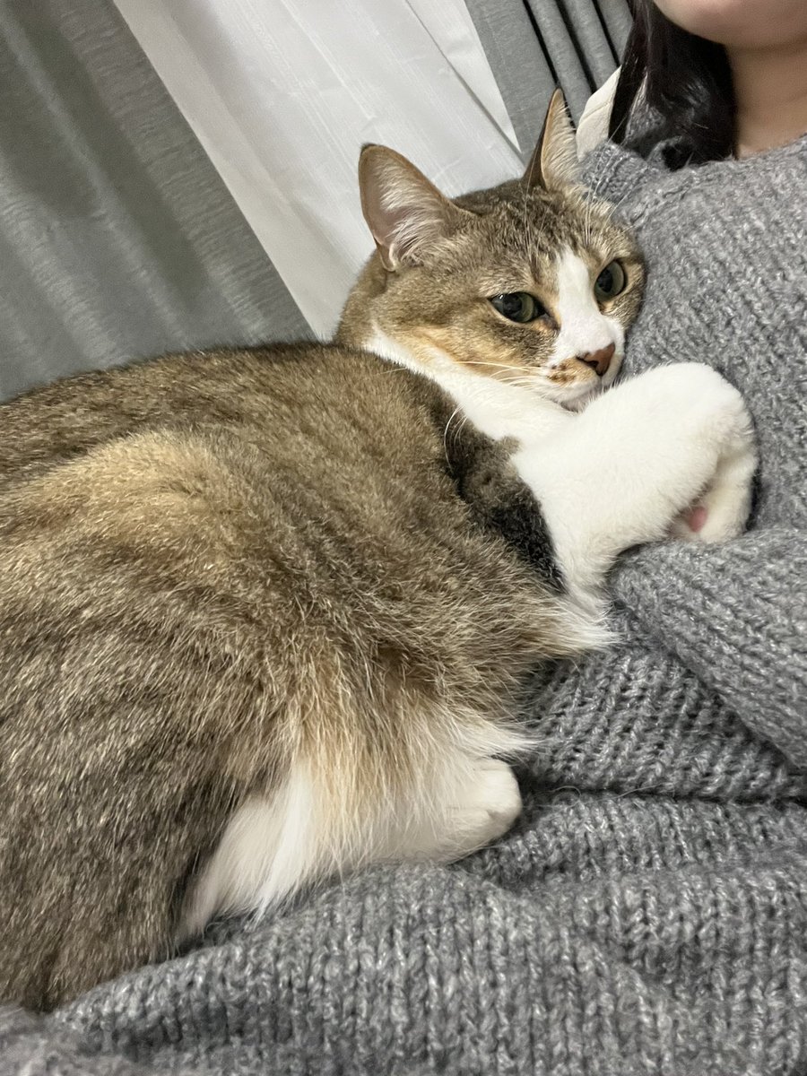 sm_1033_'s tweet photo. 初めての万バズ😭甘やかされて育ったうちの猫を宣伝します.... https://t.co/TEKjTBJKOS