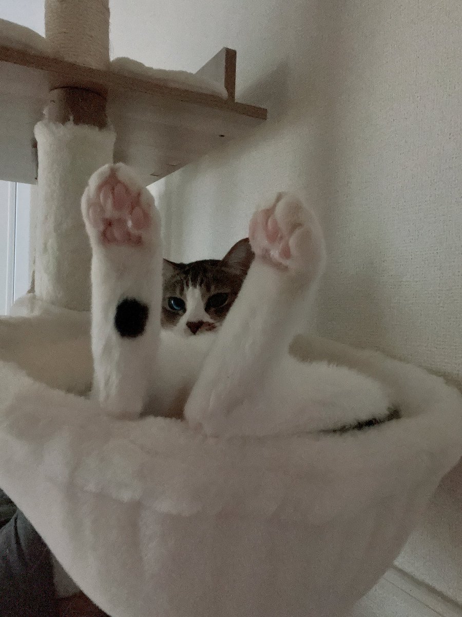 sm_1033_'s tweet photo. 初めての万バズ😭甘やかされて育ったうちの猫を宣伝します.... https://t.co/TEKjTBJKOS