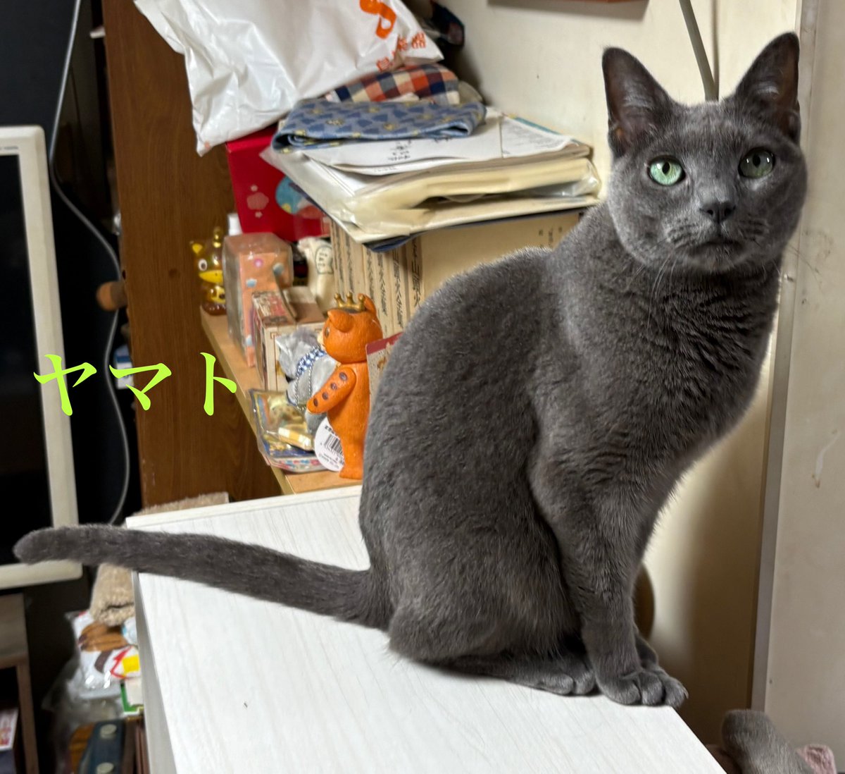 8989gaburisuto's tweet photo. 今夜のヤマトくん🐈‍⬛
遅かったね😿
仕事だよ😅
お疲れ様でした😻
ありがとう🥰 https://t.co/vAlDGDE3MY