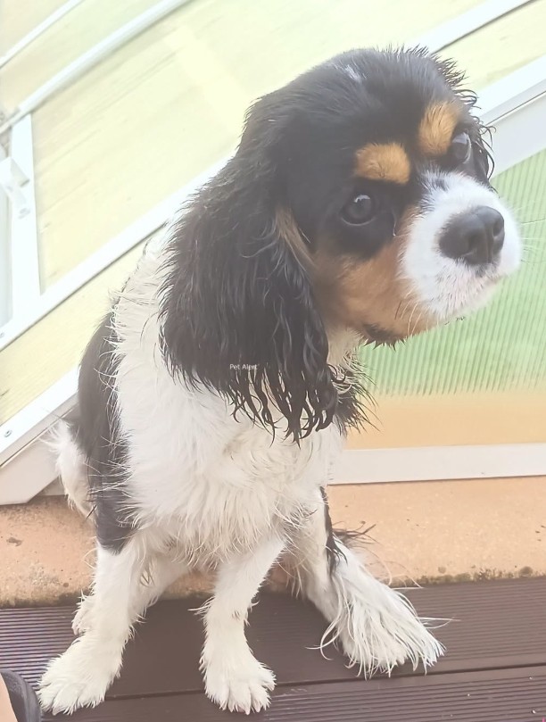 MissingTarn81's tweet photo. 08.10.26 Trouvé chien Cavalier King Charles à Saint Benoit de Carmaux. Non identifié. Contact ici : https://t.co/VZi3eTdY7V #Tarn https://t.co/04RzGcYzjZ