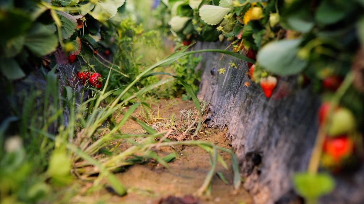 medol_TGN's tweet photo. Després de la projecció, reprendrem les qüestions que planteja Strawberry Fields en una taula rodona amb Julia Montilla, Pati Homs i Paula Llaurador, moderada per Quim Packard, sobre el model agroalimentari, les desigualtats i l'explotació laboral.

https://t.co/1kh0Lf29LX https://t.co/o4P9Mhg2Q1