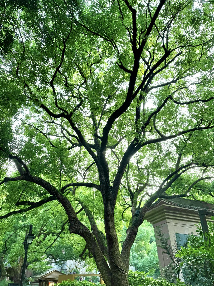 shenergou1's tweet photo. 翻看手机相册，发现杭州这个城市还是很不错的
它魅力其实在于古建不孤立，而是嵌在湖山、绿树、湿地和市井里 https://t.co/wR4CfMY0wq