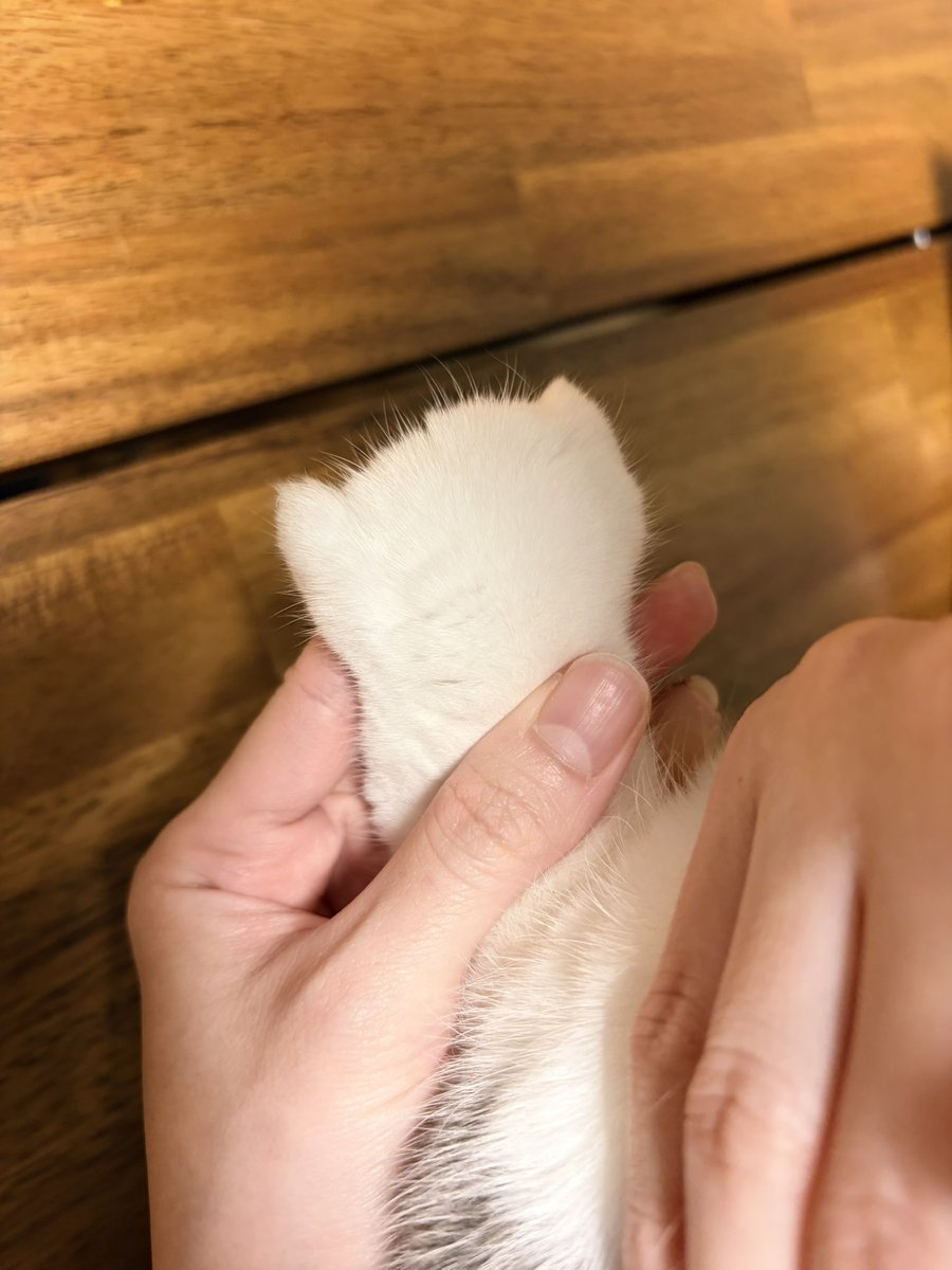UtCGISPcOF18774's tweet photo. 猫の手には子猫が居るってSNSで見て確認したら本当に居た❣ https://t.co/6SSw0mNJQH