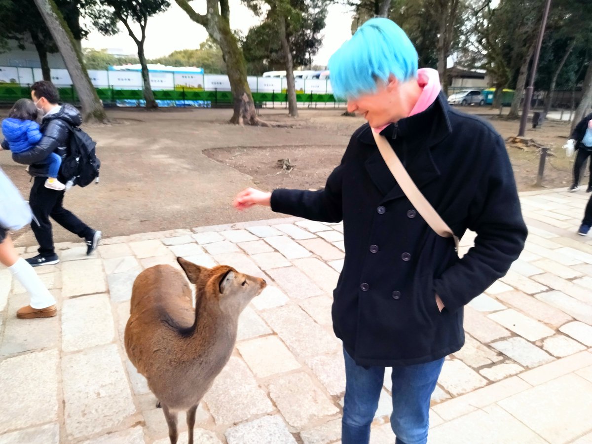 ArturGalata's tweet photo. 奈良や宮島で見かける『鹿に注意』っていう看板。あれって
『鹿さん、ビニール袋は食べちゃダメですよ！』
『道路を渡る時は車が来てないか確認してね！』
『せんべいを持ってない人に突進するのは危険です！』
って注意することじゃないってマジ？？？？え、なに？？どういうこと？？？ https://t.co/wFWU4GFprk
