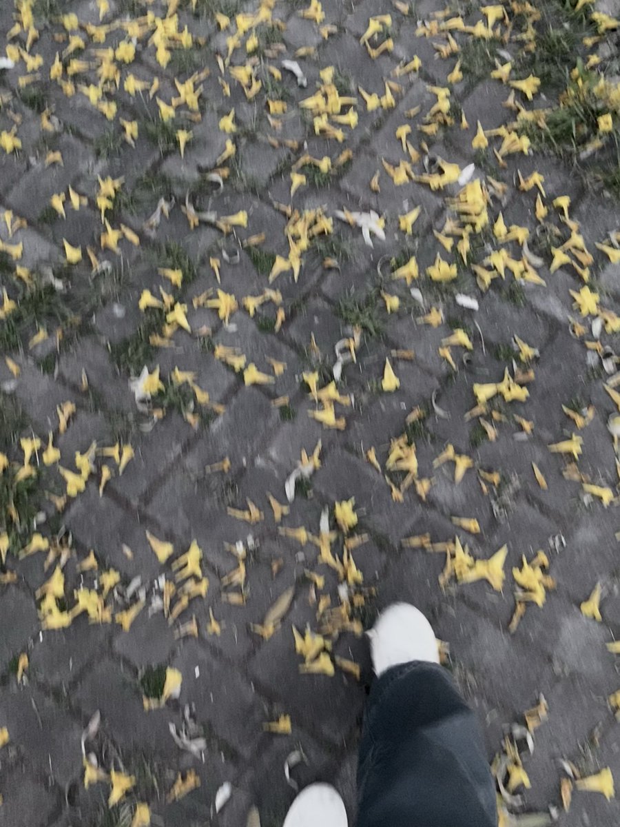 nzeeraay's tweet photo. Petal power🍂 https://t.co/bzhZnNrLD1