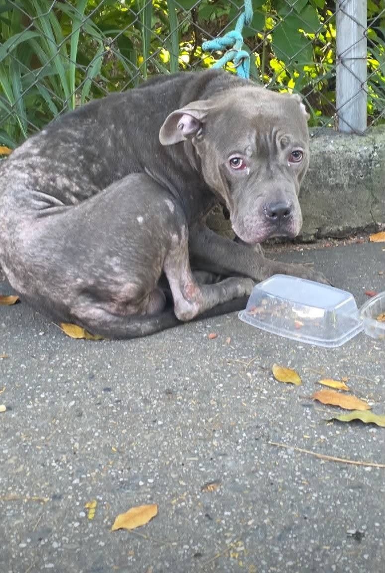 A64029345's tweet photo. BUSCAN AYUDA PARA UN PERRO ABANDONADO EN LA URBINA abandonado en la calle 4, cerca del INCES, en La Urbina, Caracas. https://t.co/PtVtkkfXzV