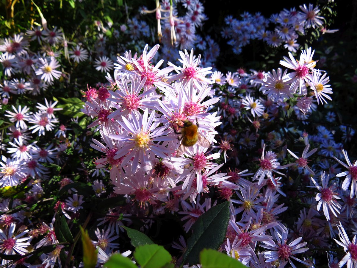 angegarrod's tweet photo. A few from today...chilly night, but blue and breezy atm with warm sun.

The asters are smothered in blooms :)

#autumnwatch #loveukweather #birds #flowers #bees #springwatch https://t.co/iIdneSA3Be