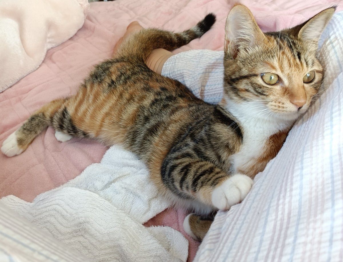 maliccccco's tweet photo. 今朝のぬこ(とわたし)
最近は足先が冷たいので、寝るときは足もとにいてくれるとうれしい。

昨夜は早めに「寝るぞ！」と言ったら、布団を挟んでわたしの上に寝ていたのはグッジョブ。

だが朝は、毛布越しに容赦なく顔の上に乗られていた記憶が……

#MECFS
#繊維筋痛症
#猫
#アニマルセラピー https://t.co/MlMDXlyo7H