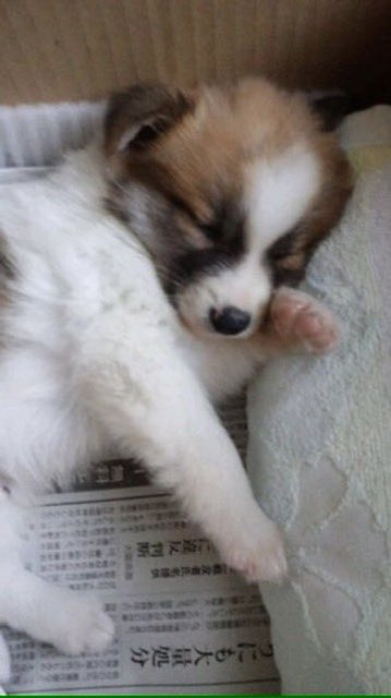yukanpodoljp's tweet photo. いいよぉ…ハァハァ https://t.co/PqxP7jfvCx