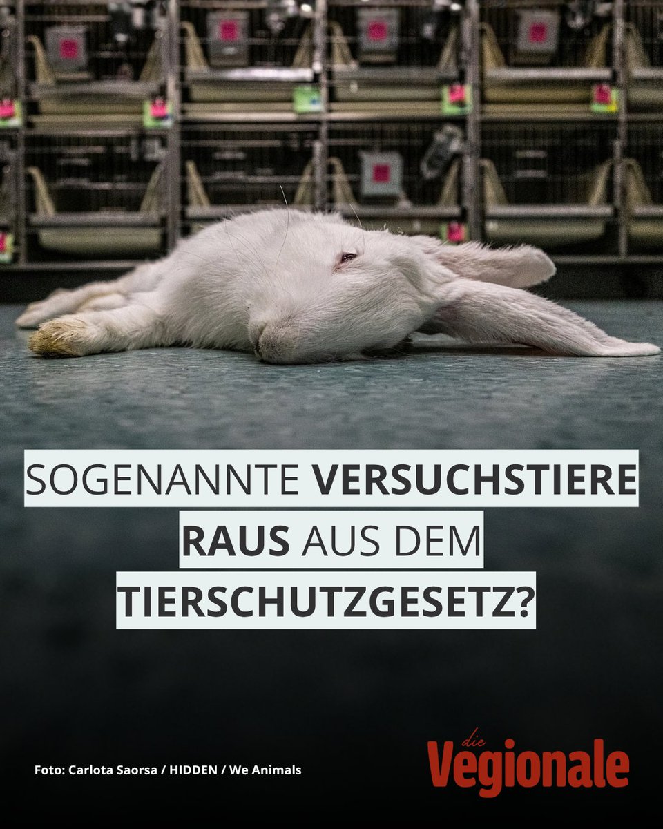 dieVegionale's tweet photo. Sogenannte Versuchstiere raus aus dem Tierschutzgesetz? Was zunächst unglaublich klingt, könnte tatsächlich Realität werden.  

👉 Unseren Artikel zu den sogenannten Versuchstieren findet ihr auf unserer Seite:

https://t.co/gYy2kQ6CIM https://t.co/2Ui3Y6fjIF