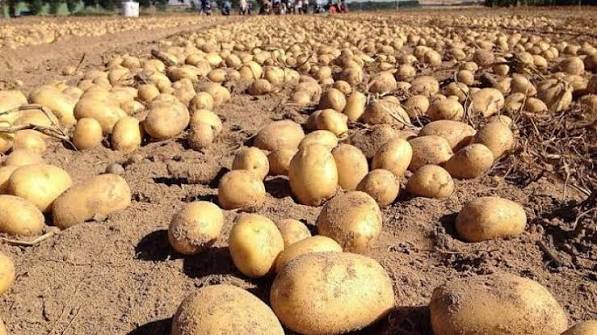Argenpapa's tweet photo. 🇪🇸🥔 España | En León, las cotizaciones de la papa permanecen entre €310 y €360 por tonelada.
🔗 https://t.co/b7fMc5ghH5

#Papa #España #León #Argenpapa https://t.co/aubSgPakAy