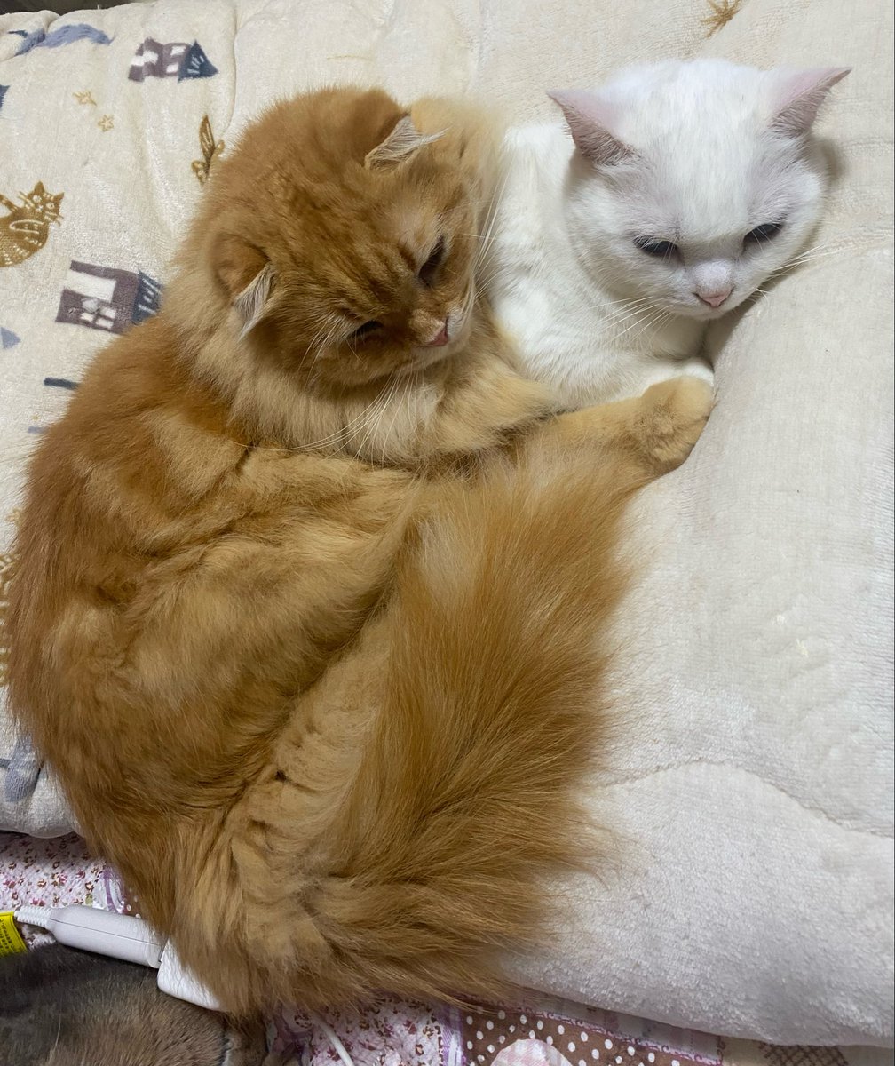 613damie's tweet photo. うちのオレンジ猫、まあまあバカです！！🍊 https://t.co/uYJ2Xw9F0C