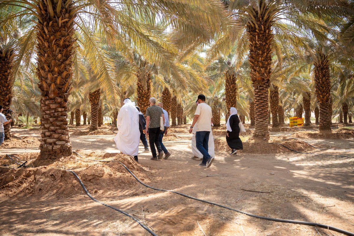 ippcnews's tweet photo. From field to finished product 🌴

During the 38th #TCRPPO, participants visited Aldka family farm to explore irrigation, pollination, soil health and sustainable date production, and how dates are sorted, processed and transformed.

#PlantHealth🌱 #IPPC

📷 Weqaa Center https://t.co/0lVpRbQE1z