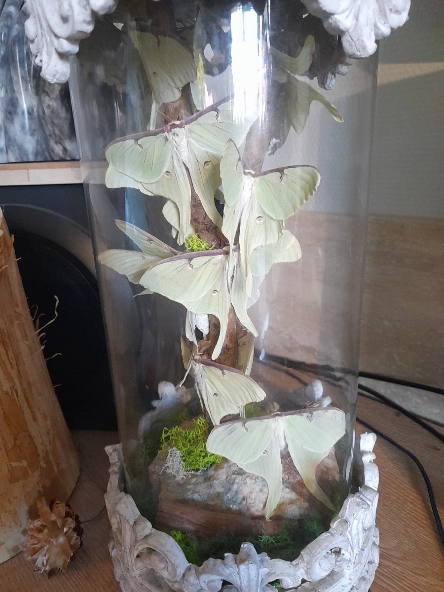 Aliens003's tweet photo. @jbr_19892 Meh just a crossbreed with the Actias luna and the actius Selene https://t.co/LHuIN97Xcx