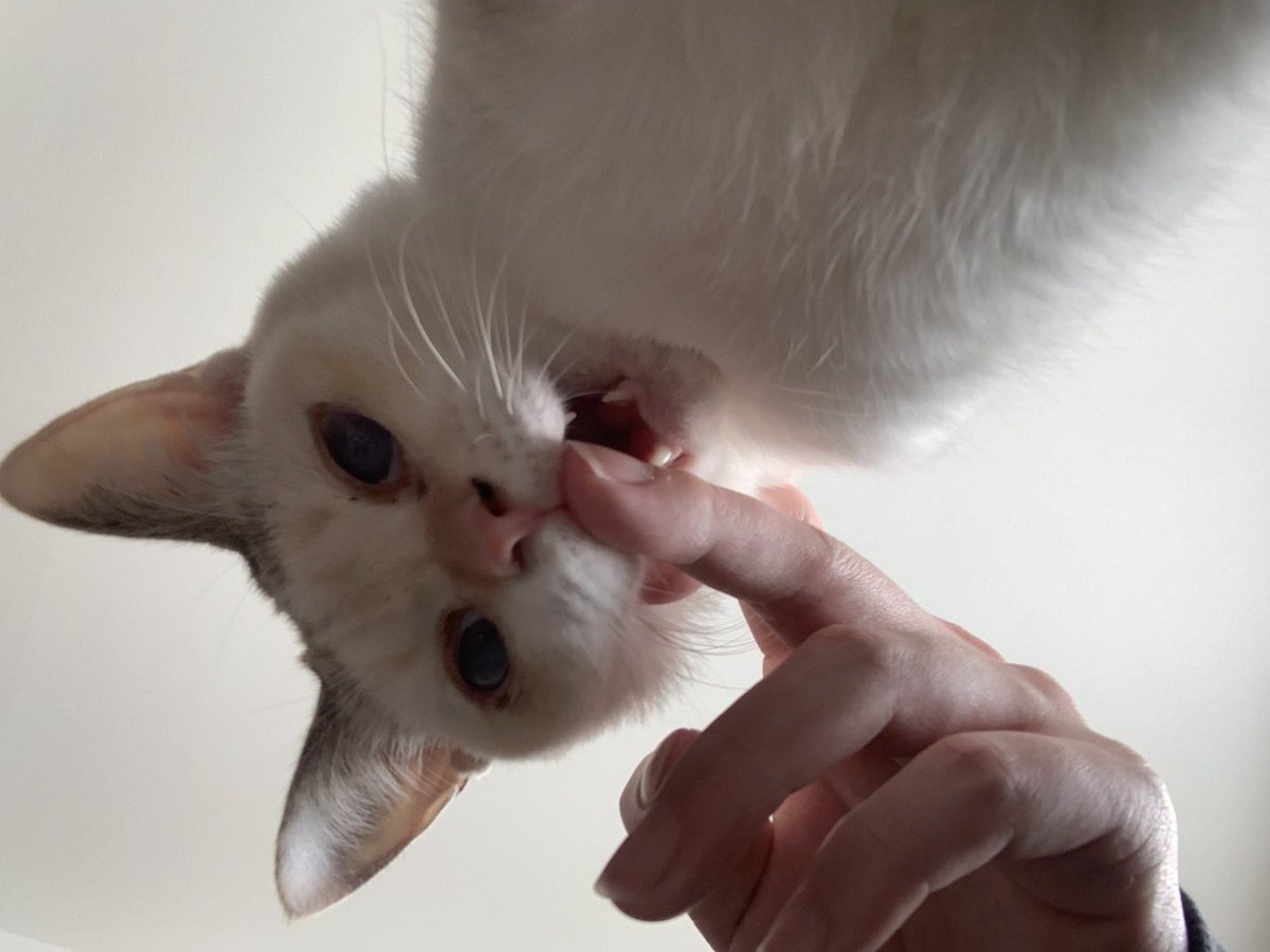 sm_1033_'s tweet photo. 友達の猫が世界一面白いので是非 https://t.co/cNIJnwj21z