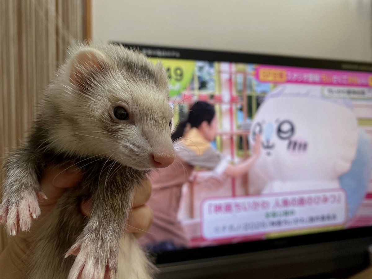 leemha_'s tweet photo. ゆうなさん✨
おはもふ(*･ω･)
今週ももふもふお願いいたします🥰🙏 https://t.co/nw4X8VHLZr