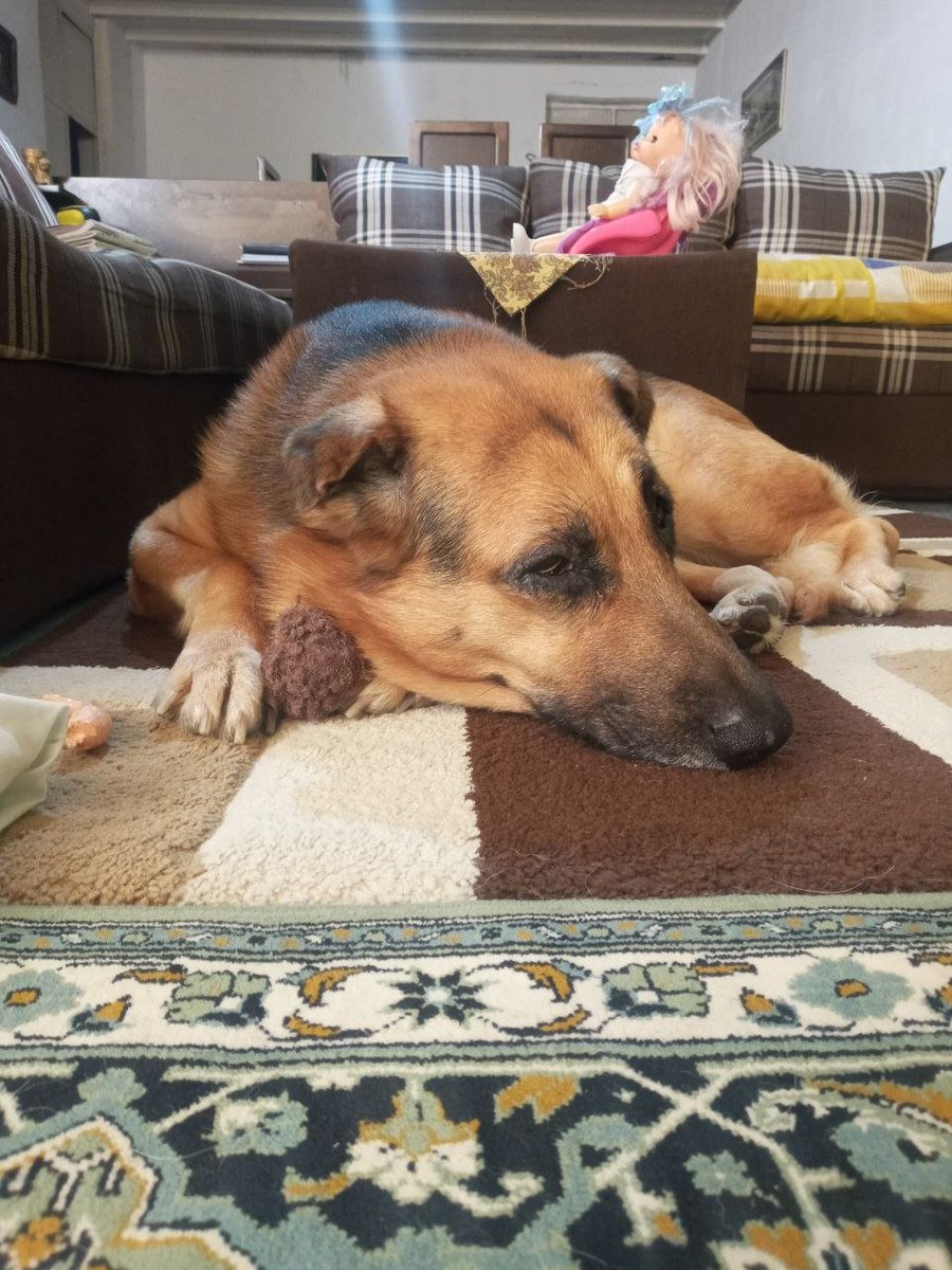 SepideRahimizee's tweet photo. My sweet boy😘😘
#gsd #dog #germanshepherd https://t.co/BSZPe0gzv5