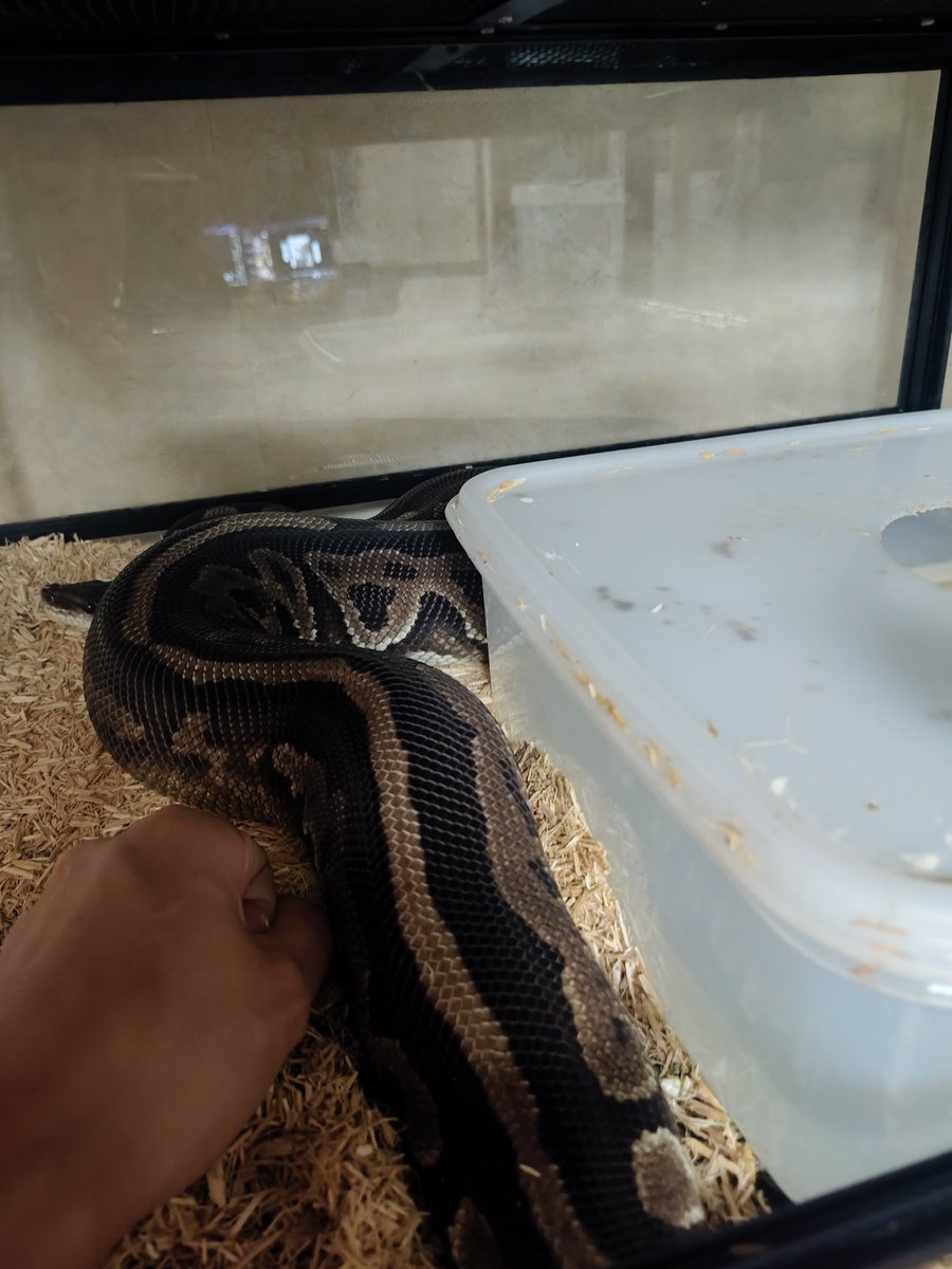 Atlas_Reptiles's tweet photo. しゅごい太い
#ボールパイソン https://t.co/BHecEwn9SG