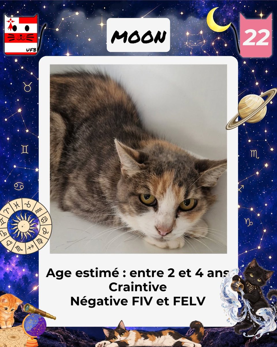 justineducern's tweet photo. MOON est une minette de 2/4 ans,  
Elle se trouve en fourrière en Bretagne dans les côtes d'Armor (22). 
Elle est à L'ADOPTION pour lui éviter une euthanasie. 
Pour renseignements: contactez notre asso UFB par ce lien https://t.co/cij7aMhLYw https://t.co/IQkHdfdIEm