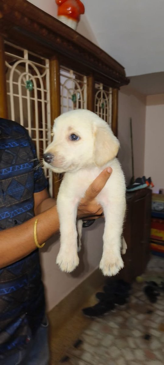 saumritaS1's tweet photo. A puppy's  love is the only currency that never loses value....

Our story is just starting, but the love is already deep.... https://t.co/zBeyMBIm5V