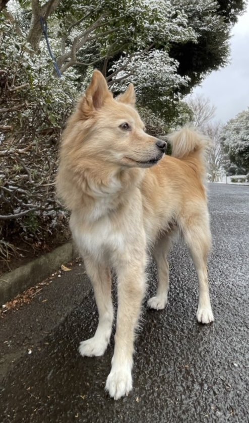 yowanewohakuna's tweet photo. 実家で飼ってる雑種犬とめちゃめちゃ似ている……！！
顔周りの毛とかそっくりや……うちのは引用元の子ほど神々しくないけど……🙂‍↔️ https://t.co/dXTcSaX93e
