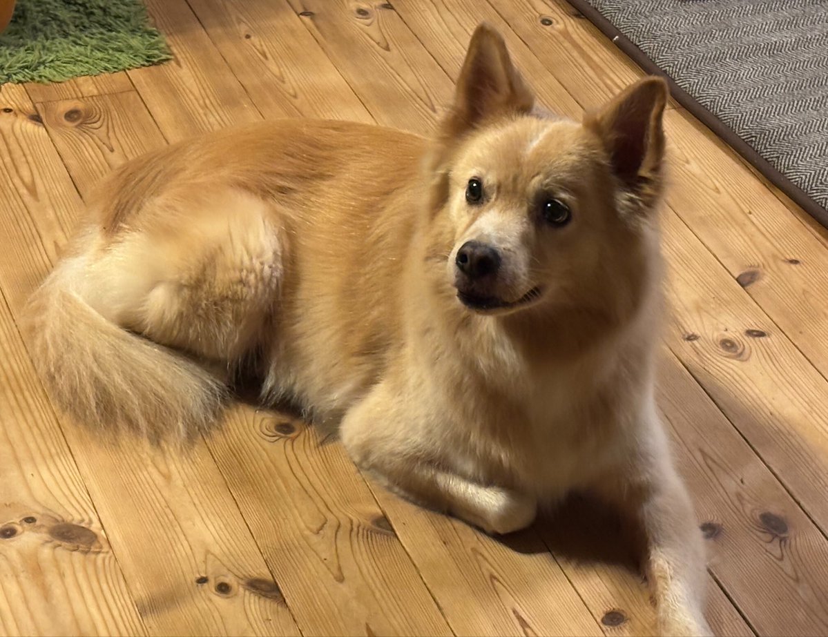 yowanewohakuna's tweet photo. 実家で飼ってる雑種犬とめちゃめちゃ似ている……！！
顔周りの毛とかそっくりや……うちのは引用元の子ほど神々しくないけど……🙂‍↔️ https://t.co/dXTcSaX93e