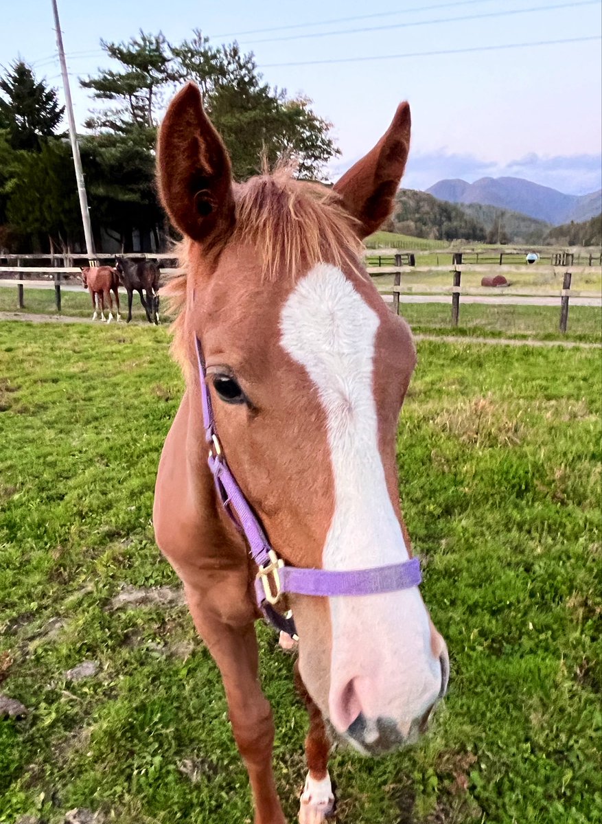 kimurafarm1967's tweet photo. ケインズくん。
今日はなぜか遊ぼうよ？と離れなくなっ���のよ。 https://t.co/kWaxrKfgJ9