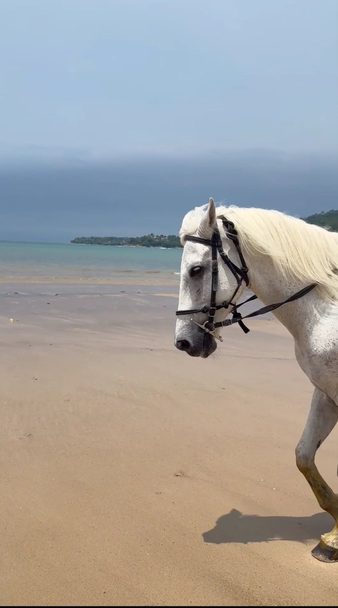 suz5959's tweet photo. She knows her worth, she trusts her journey, and she carries herself with grace 🖤🐎 https://t.co/yFph9lvWPg