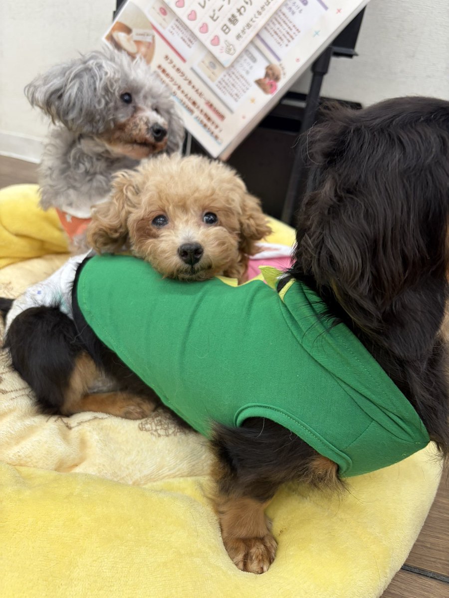 Hogooooo69's tweet photo. #里親募集中 
🐶ゆまり
プードル / 女の子 / 2020.02.25 生まれ / 6才

人も🐶ちゃんも好きな女の子で争いごともなく平和に過ごしてくれています🥰

他の🐶ちゃんとも毎日クッションを相席していて、よく誰かの体にくっついてあごを乗せて寝ていたり..🤭💞

かまってちゃんな甘えん坊です😘 https://t.co/nvANXNcN8s