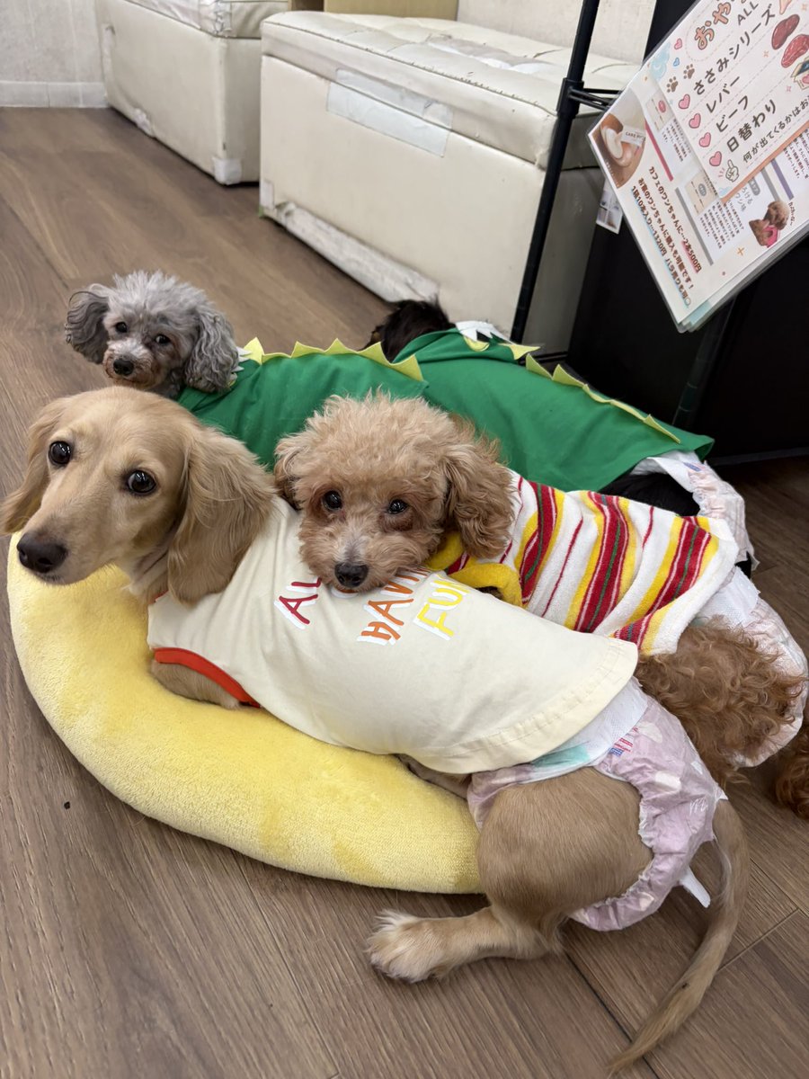 Hogooooo69's tweet photo. #里親募集中 
🐶ゆまり
プードル / 女の子 / 2020.02.25 生まれ / 6才

人も🐶ちゃんも好きな女の子で争いごともなく平和に過ごしてくれています🥰

他の🐶ちゃんとも毎日クッションを相席していて、よく誰かの体にくっついてあごを乗せて寝ていたり..🤭💞

かまってちゃんな甘えん坊です😘 https://t.co/nvANXNcN8s