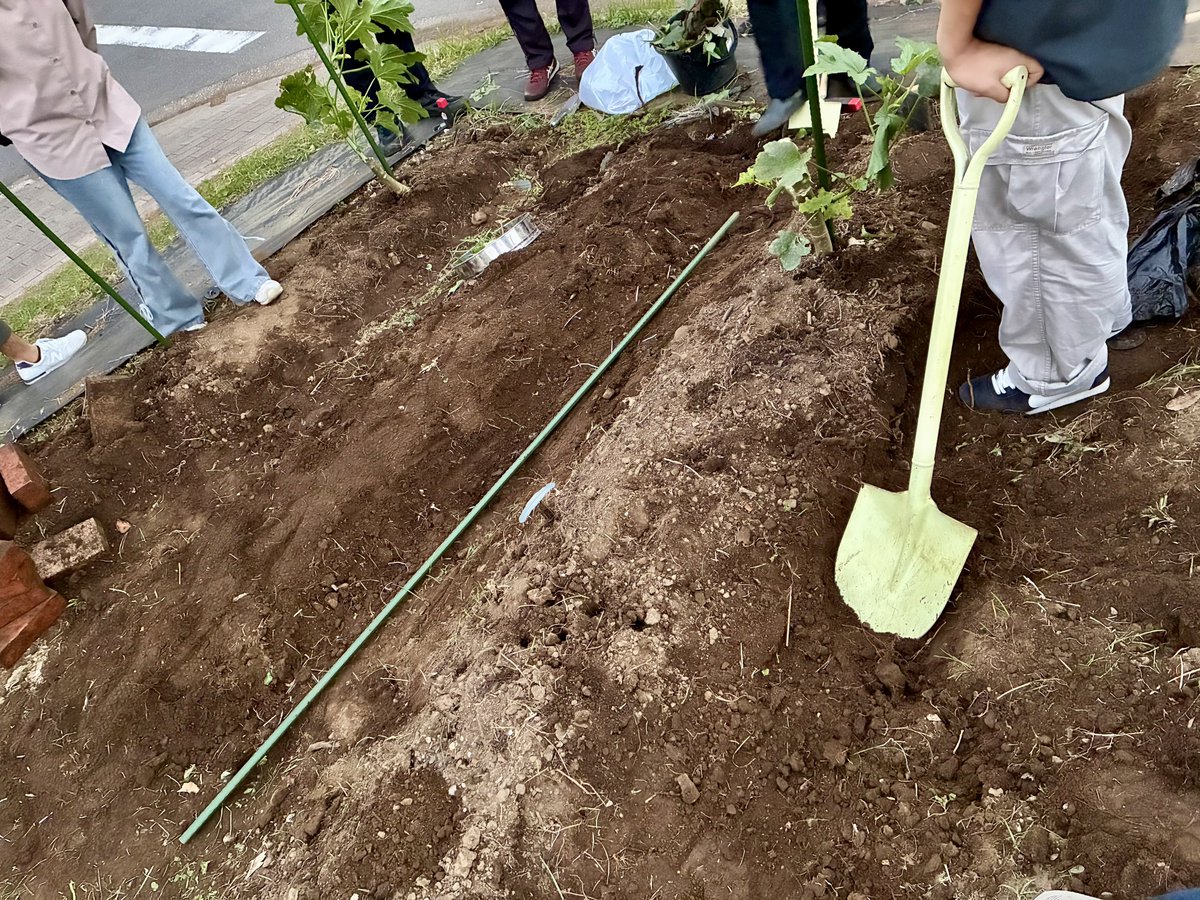 cupc777's tweet photo. こんばんは‼️
千葉大学植物同好会です🪴

本日は畑の整備を行いました
たくさんのレンガが収穫できてびっくり🧱
そろそろ種まきをしますよ〜〜〜 https://t.co/q5obC26EQf