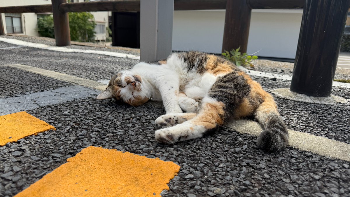 nyantamach222's tweet photo. 猫の名前でみーちゃんってどの位いらっしゃるんでしょう？
みーちゃん、ミーちゃん、みーくん
「みーちゃん」なので三毛猫の女の子が多いのかな？
小さいころみーみー鳴くのでみいちゃんと名付けたとかもあるようです

模様や、性別問いませんのでみなさんのお宅で暮らすミ���ちゃん、みーくん見せてもらえませんか？

写真は別府市で暮らす三毛猫ミーちゃん
１０年くらい追いかけてるんですが、元気いっぱいです

全国のみーちゃんに届きますようにリポストお願いします