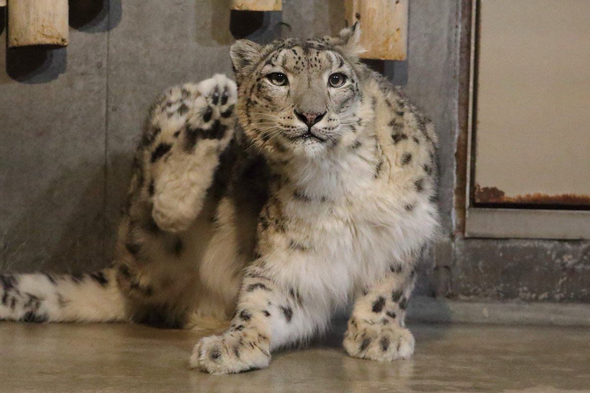 taka03030306's tweet photo. 頭をカキカキ🐾
#いしかわ動物園　#ユキヒョウ　#ジーマ https://t.co/7xGVFqmeEJ