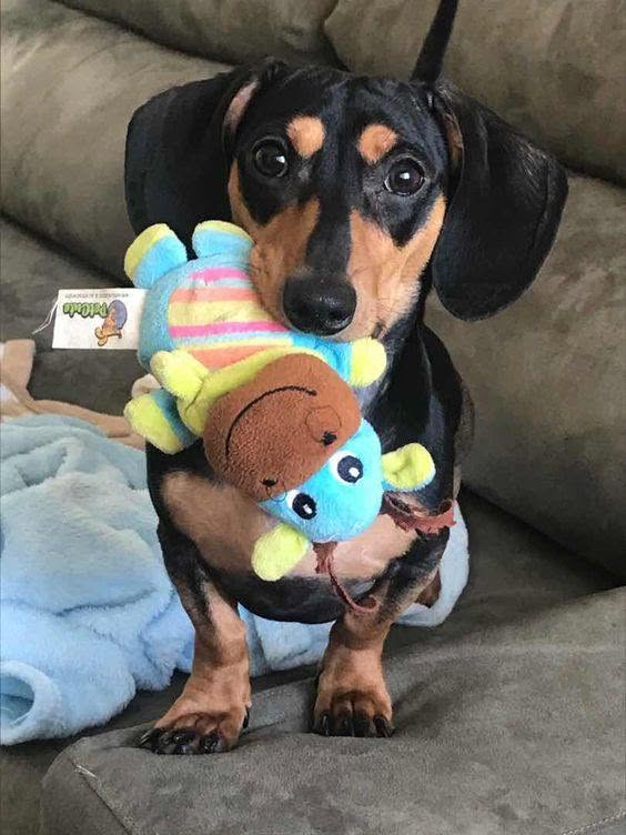 salsichinhas's tweet photo. Oi, olha o meu bichinho https://t.co/U2FXgZxFE0