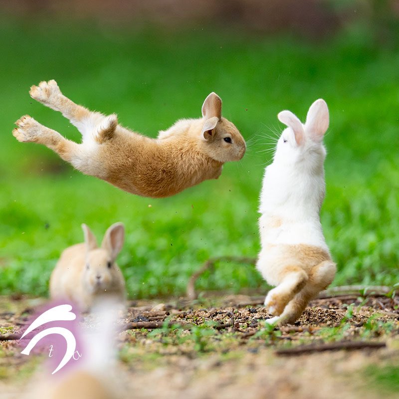 utajima's tweet photo. アクロバティックな仔うさぎちゃん🐇🎶 https://t.co/9sK9tIUTC1
