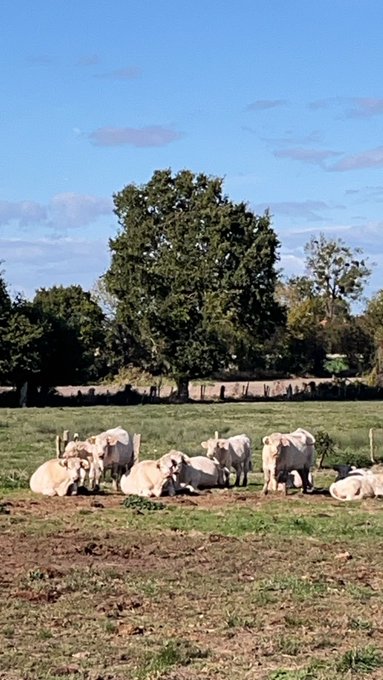 A herd of white cows rests and stands in a green pasture under a clear blue sky, with a large leafy tree in the background.