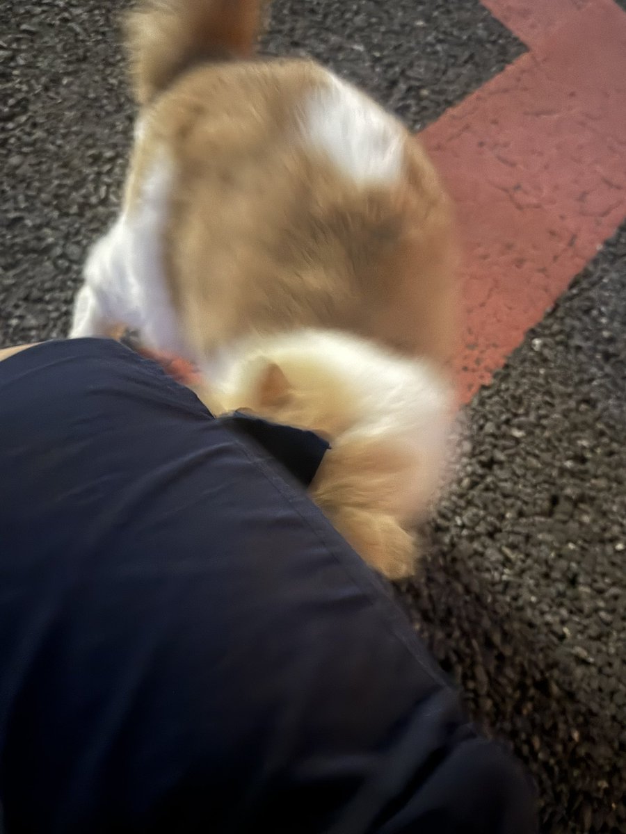ren_ren_himitsu's tweet photo. 路上に人懐こい猫いたけど、猫アレルギーだから、連れて帰れないんだ、ごめんね。でも、可愛い。 https://t.co/5qCuUhxGhb