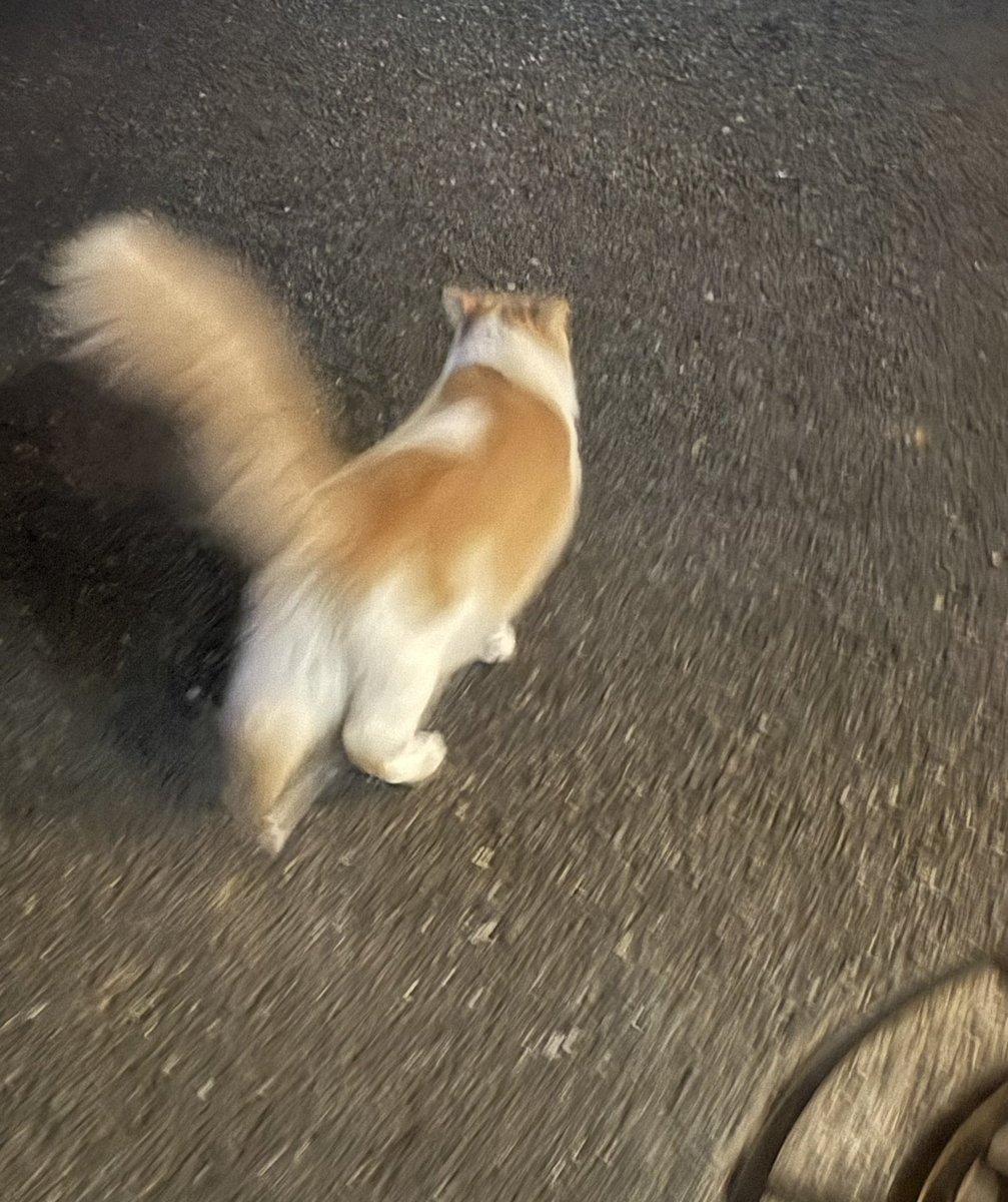 ren_ren_himitsu's tweet photo. 路上に人懐こい猫いたけど、猫アレルギーだから、連れて帰れないんだ、ごめんね。でも、可愛い。 https://t.co/5qCuUhxGhb