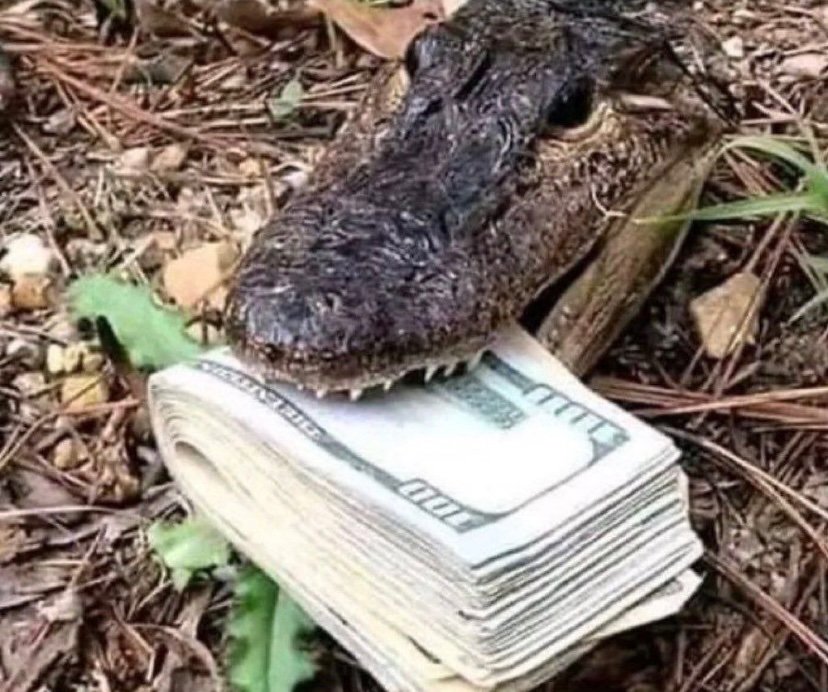 CrogeCoin's tweet photo. 🐊🐊🐊 https://t.co/H16xK1aByX