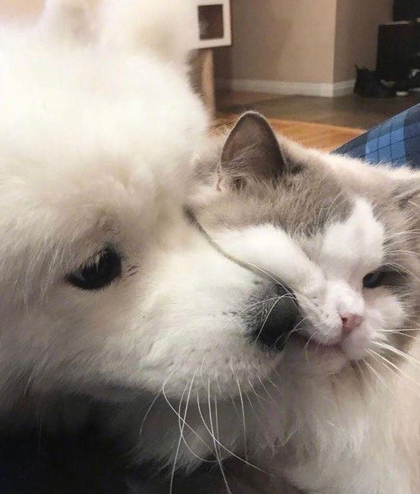 p___0ko's tweet photo. บี๋ชอบเอาหัวเน๋ามาเบียดเบ้บ ฮึ่ย 🐶 ❤︎ 🐱 https://t.co/cW8tMlYX2D