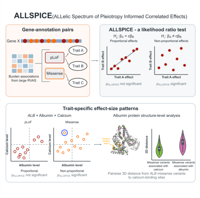 GeneticsSociety's tweet photo. .@konradjk &amp; colleagues of @AJHGNews' latest article introduce ALLSPICE, a new framework for identifying cross-phenotype effect-size heterogeneity and resolving the architecture of rare variant pleiotropy: https://t.co/NpXnk7aLFU #ASHG #humangenetics #geneticsdiscoveries https://t.co/Fiw7L3sDJn