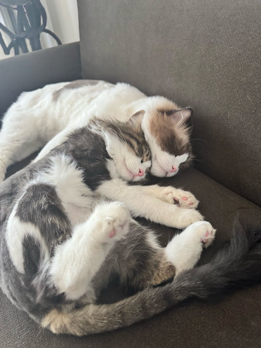 Appleeggddbi's tweet photo. mybaby https://t.co/SBPJN0QTgv