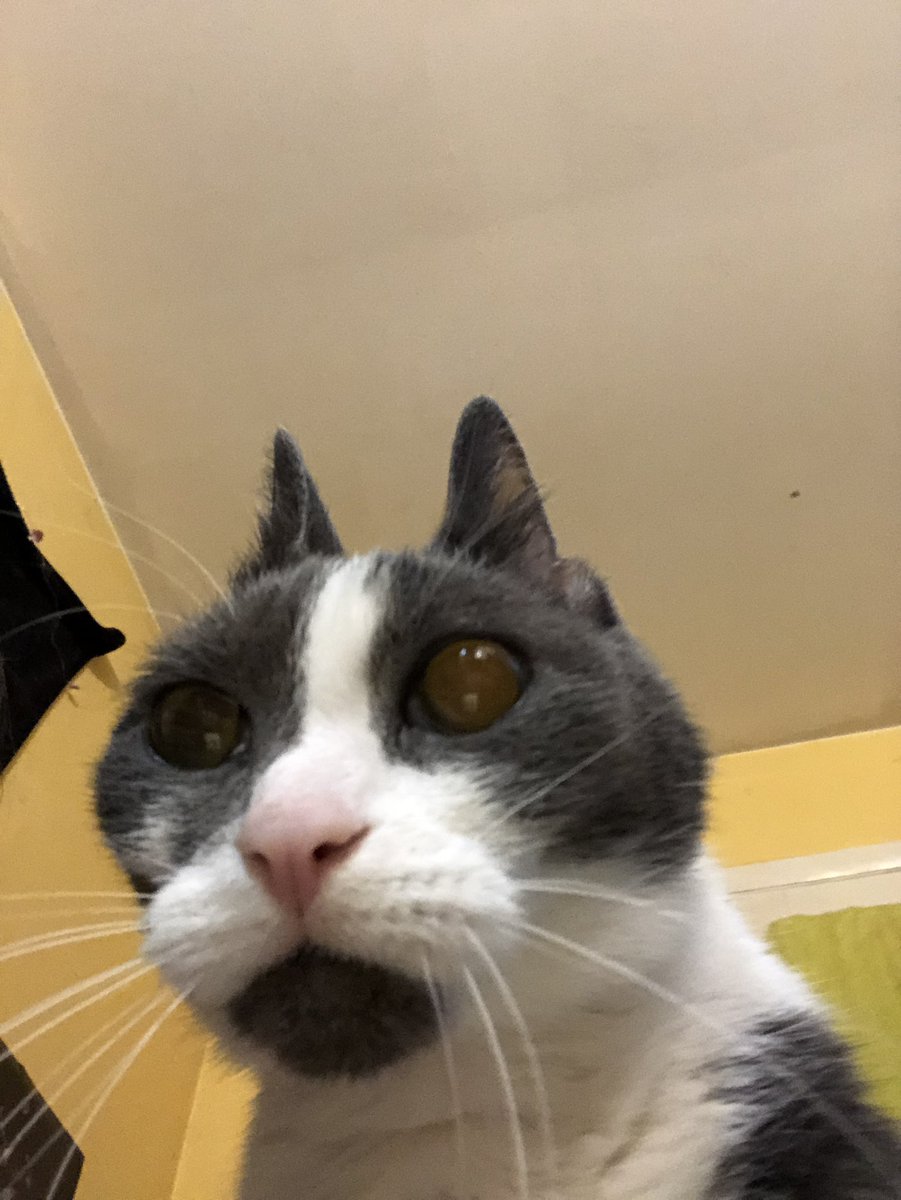nyasshoie's tweet photo. only sometimes https://t.co/JBfzYNTNqa