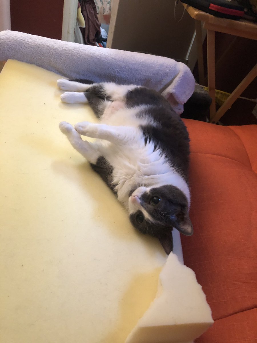 nyasshoie's tweet photo. only sometimes https://t.co/JBfzYNTNqa