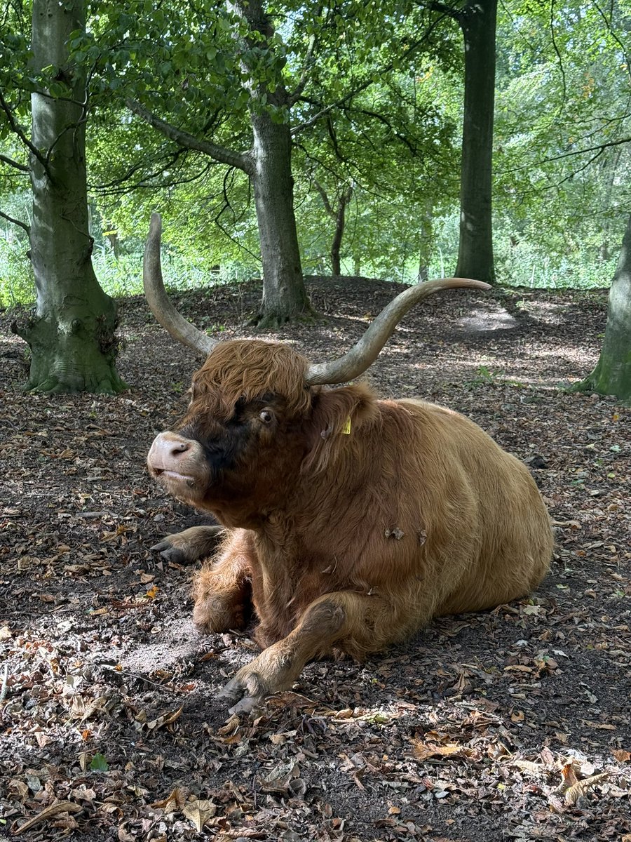 danhampl's tweet photo. V Rotterdamu je výskyt Skotského náhorního skotu 🐂🐮 v parcích obvyklé a jsem vždy rád, když je tam potkám 🤗.
.
#highlandcattle #spijkenisse #rotterdam #netherlands🇳🇱 https://t.co/sN0Iv5LSwS