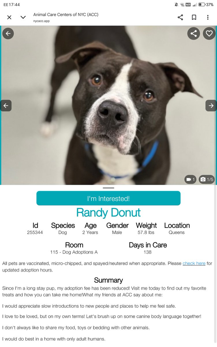 samj_jane's tweet photo. 🐾❤️#Dogoftheday 138Dys in care 
This Black+White lovely is  Randy Donut hes been waiting way 2 long overlooked ignored😔 PPL ! You don't know what you're missing here waits a lifetime of love + loyalty he just needs 1 special kind human  https://t.co/ttXRyGbqiY
#Adoptme #Foster https://t.co/0Qhakuyl1w