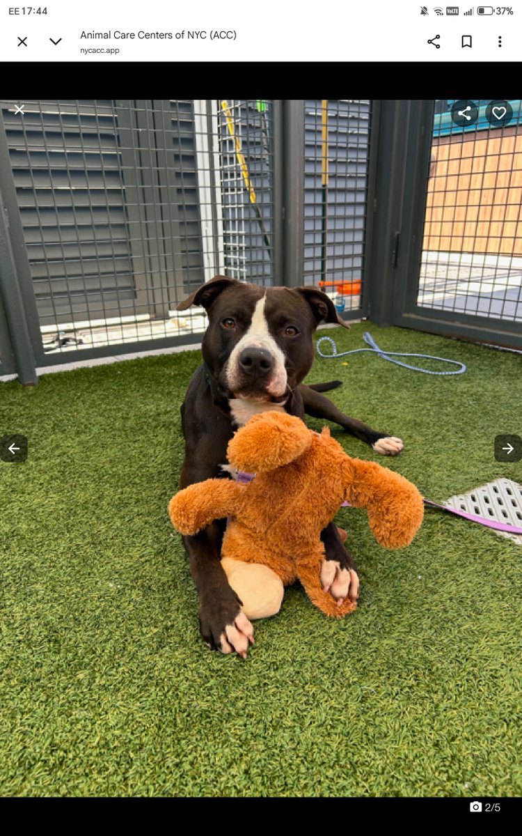 samj_jane's tweet photo. 🐾❤️#Dogoftheday 138Dys in care 
This Black+White lovely is  Randy Donut hes been waiting way 2 long overlooked ignored😔 PPL ! You don't know what you're missing here waits a lifetime of love + loyalty he just needs 1 special kind human  https://t.co/ttXRyGbqiY
#Adoptme #Foster https://t.co/0Qhakuyl1w