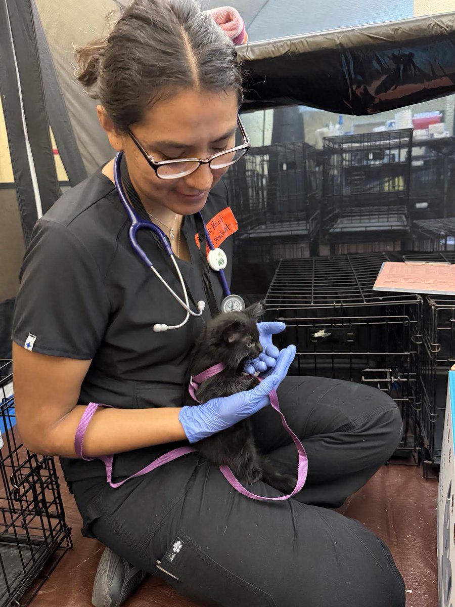 SWNAF1's tweet photo. 2026 SWNAF Scholar Rochelle Hunt 
Sanostee, New Mexico - Navajo Nation 
Doctor of Veterinary Medicine   
University of Washington https://t.co/BKC6eufuBr